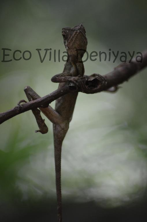 Eco Villa - Sinharaja Deniyaya Kültér fotó